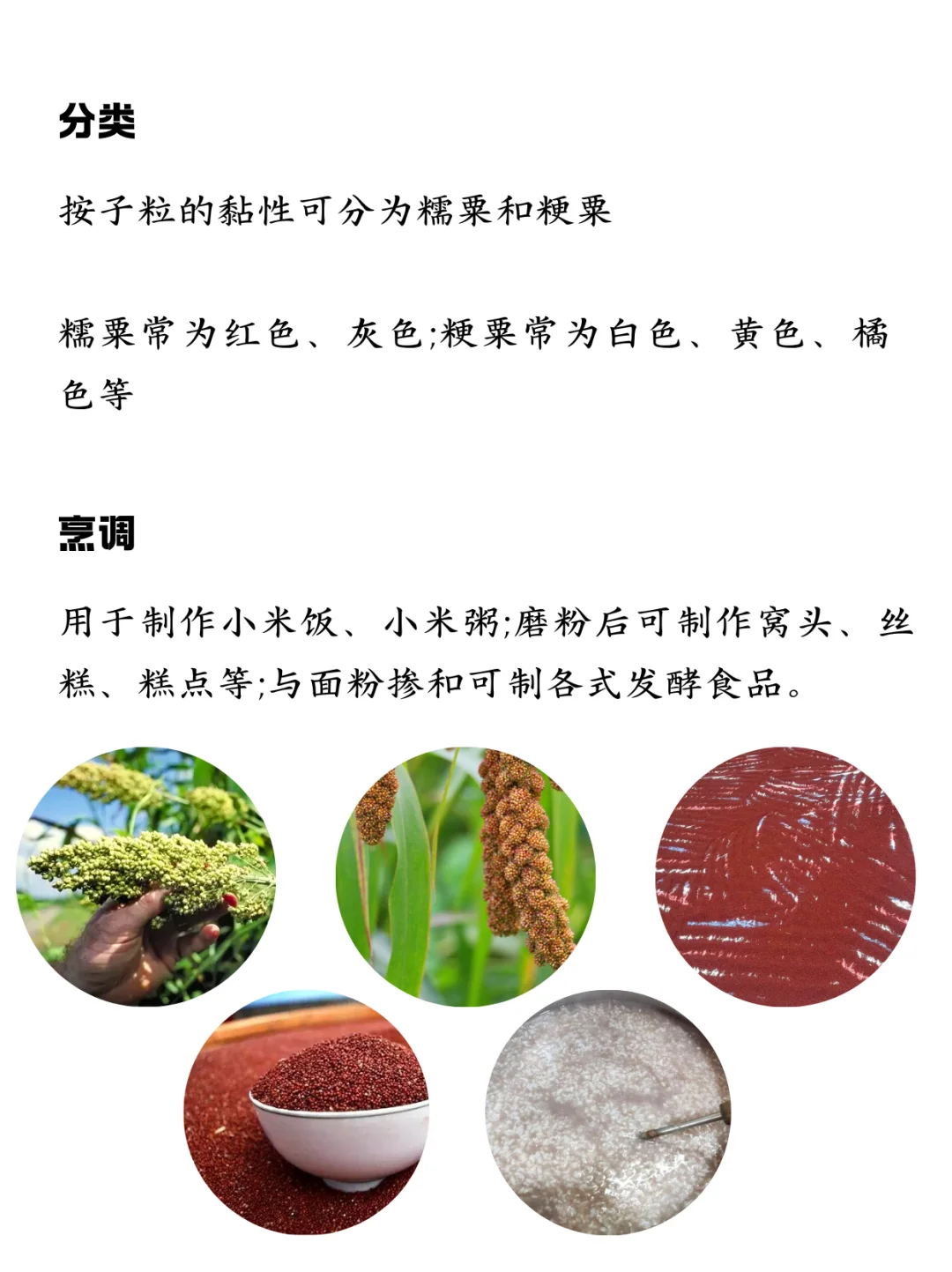 一分钟认识粟！