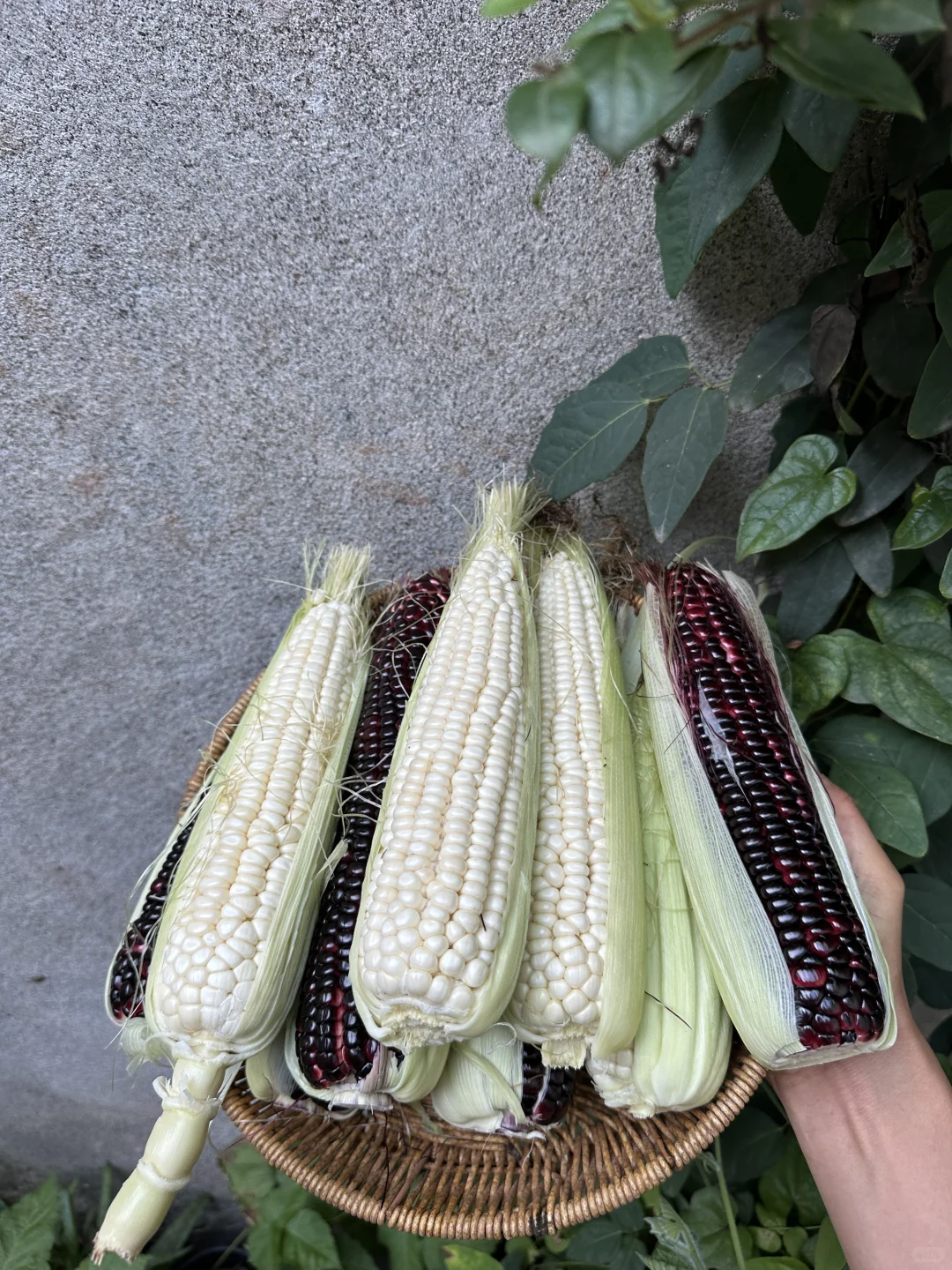 正是吃玉米的大好时节呀