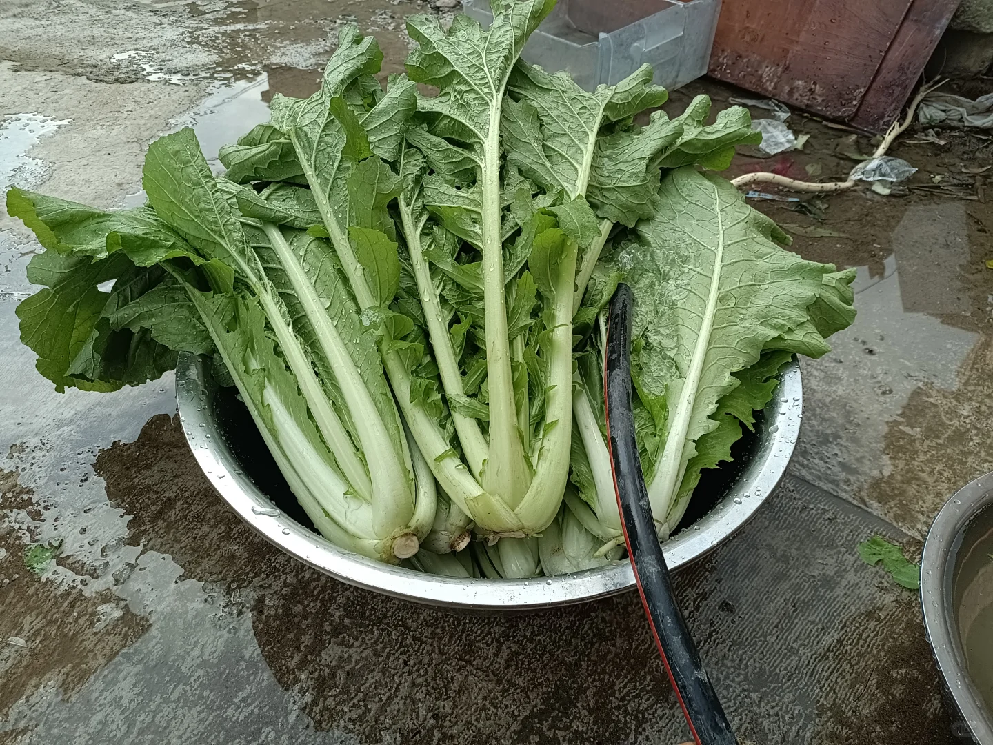 买种子送的快菜种子种出了超级大颗的菜