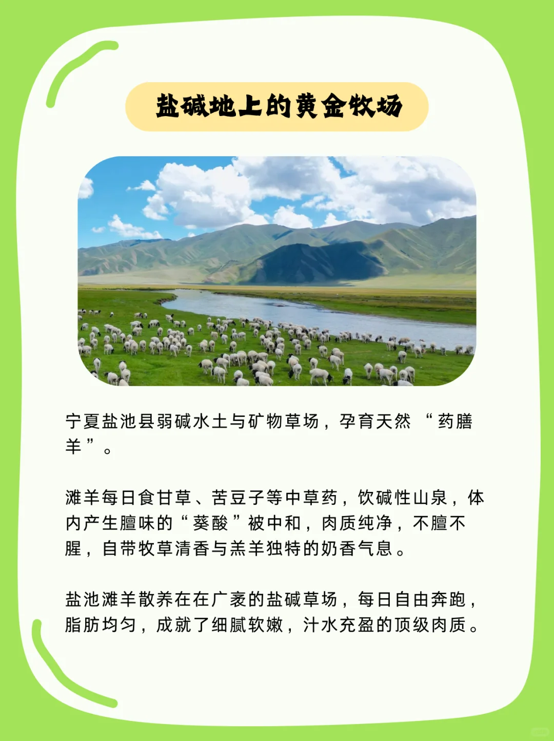  国宴抢着用的“盐池滩羊”到底什么来头？