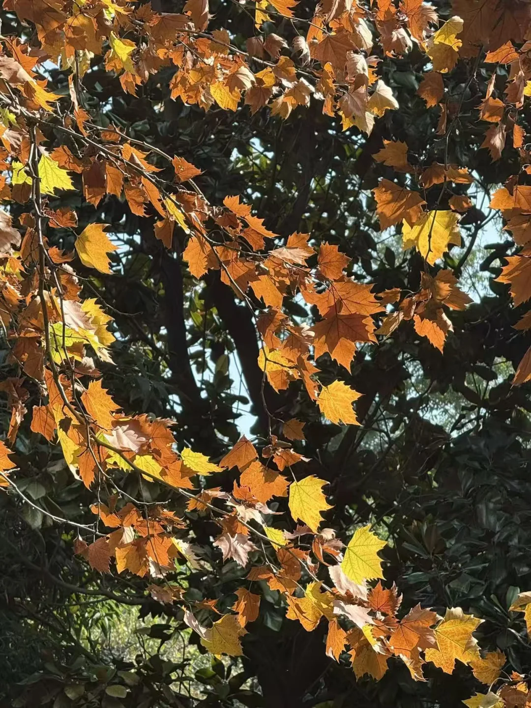 一叶之灵 窥尽全秋