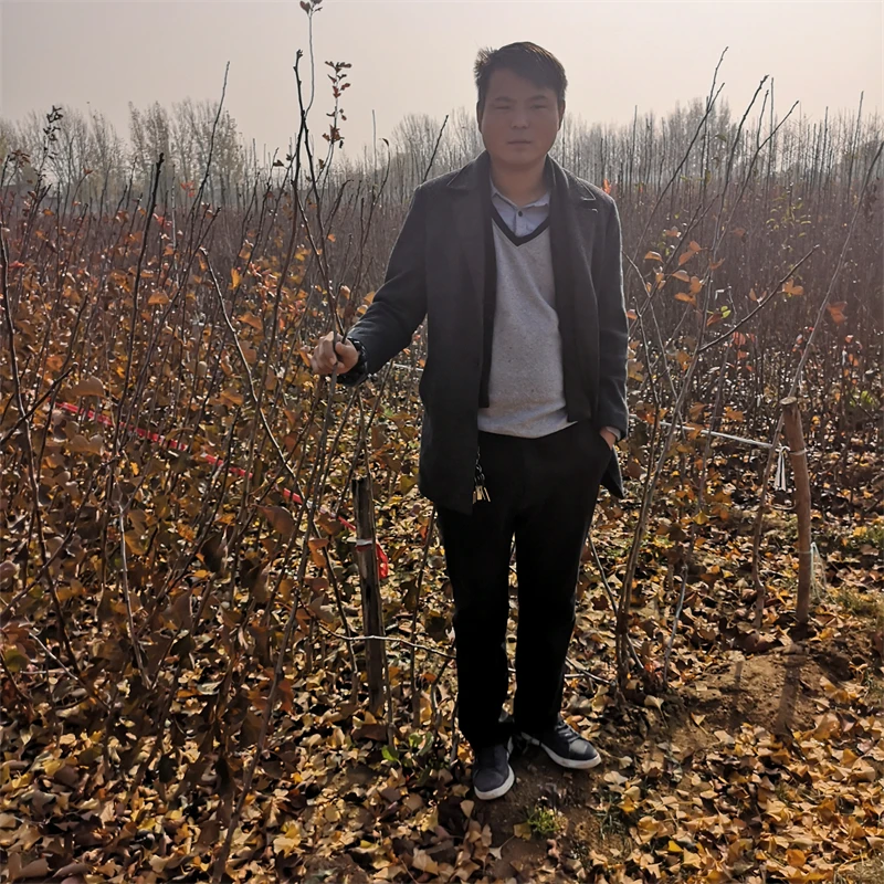 阳丰柿子苗