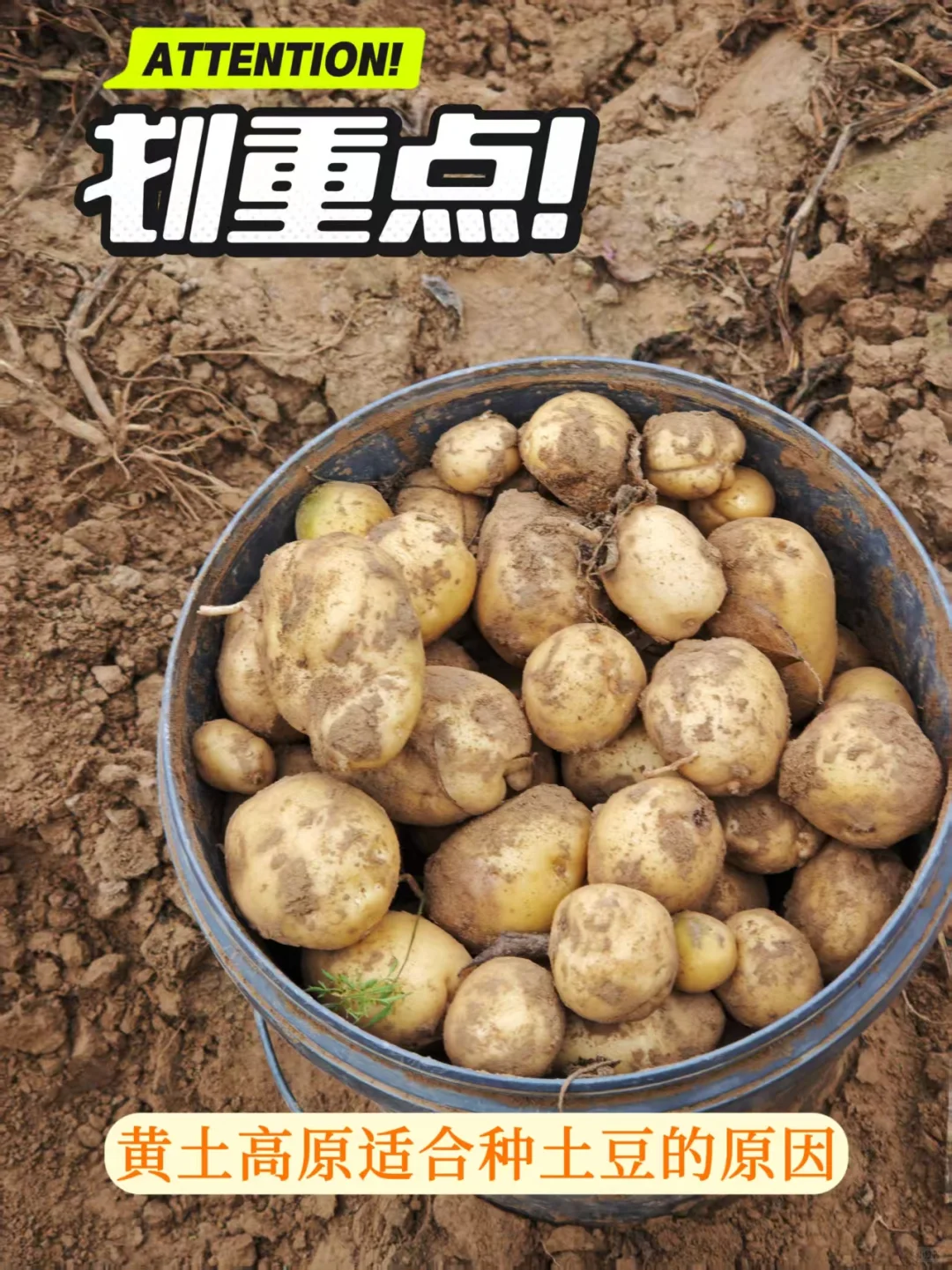 黄土高原为啥可以种土豆？