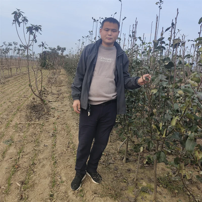 大棚香椿苗：探秘高端品种的种植效益