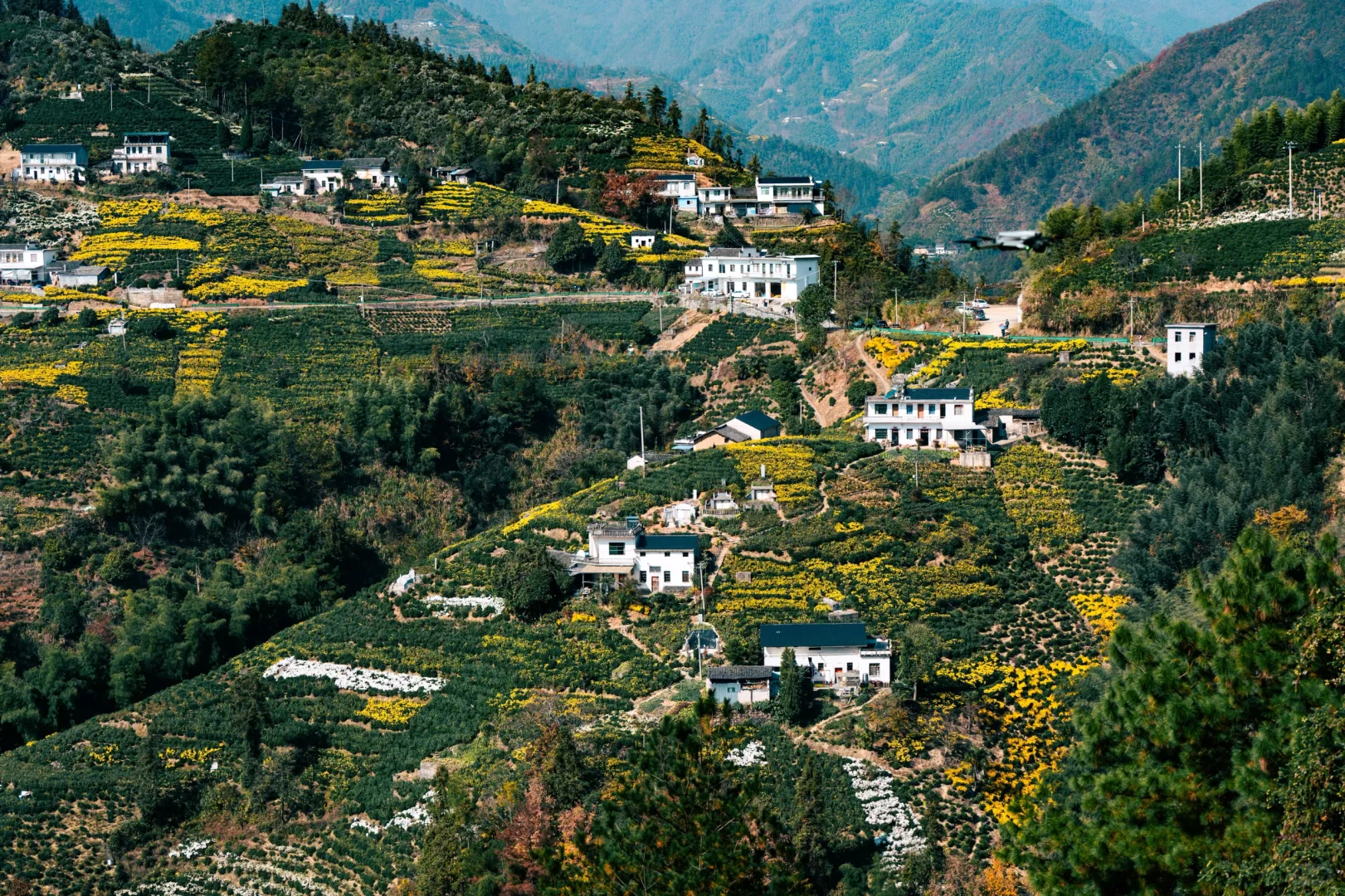 橫心岭:不是花中偏爱菊，此花开尽更无花