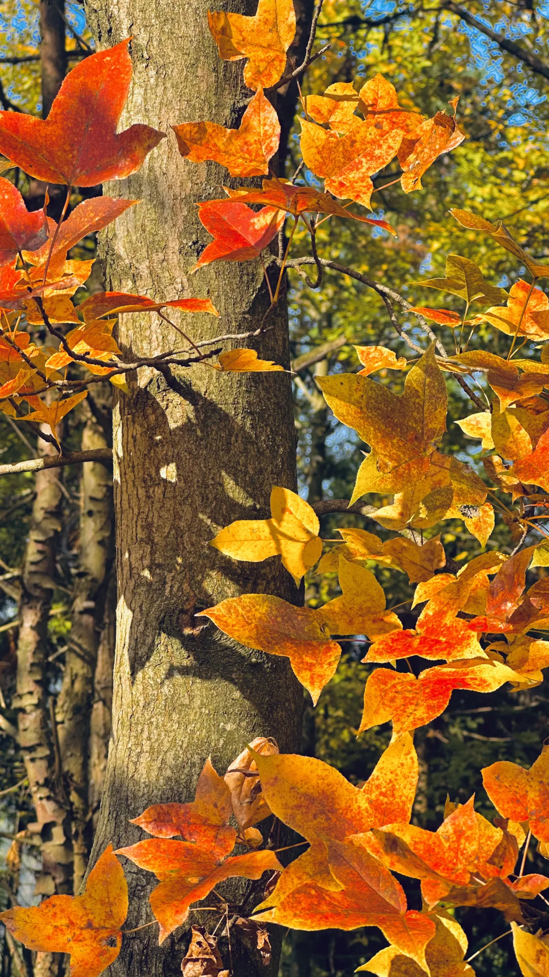 没有捡到菌子忙着看树叶去了?
