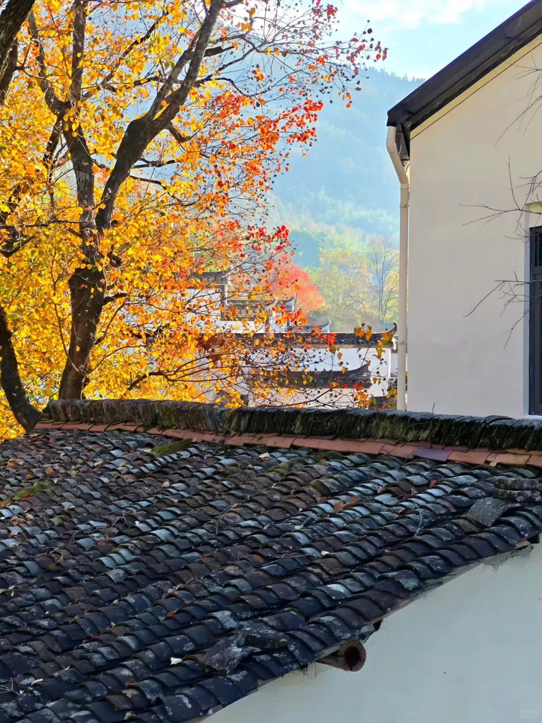 交换你拍的深秋的树?