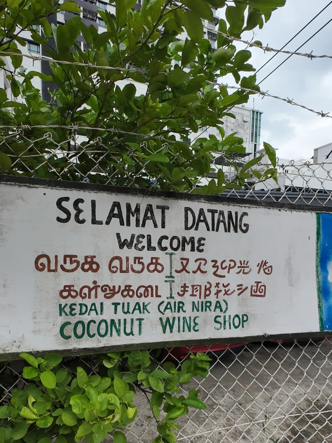 新山繁华城市隐藏着的古老行业 印度椰花酒