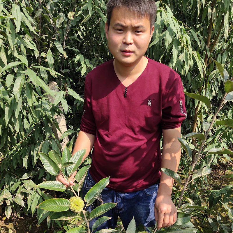 高抗病水蜜桃苹果苗，打造高效种植模式？