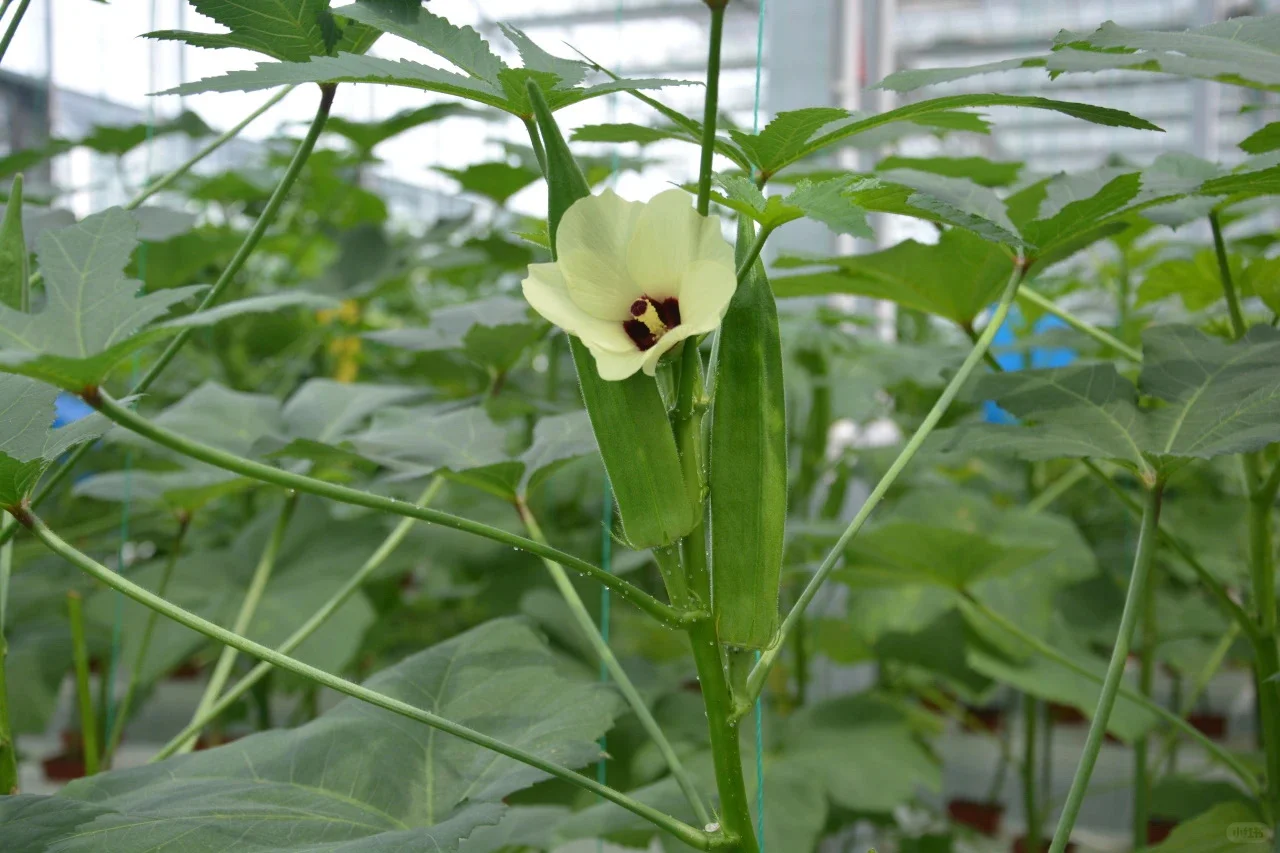 玉林五彩田园果蔬，摘不完，根本摘不完。