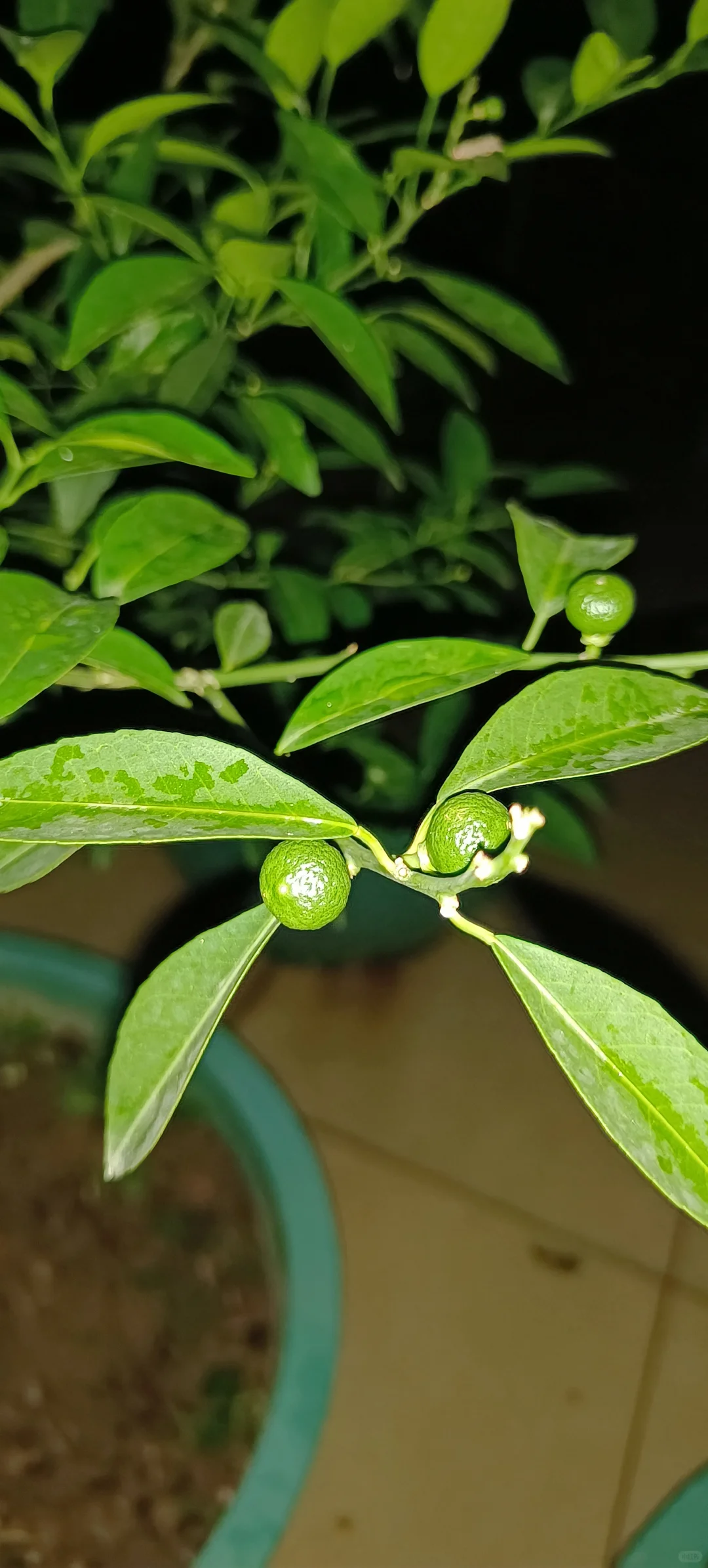 小果子