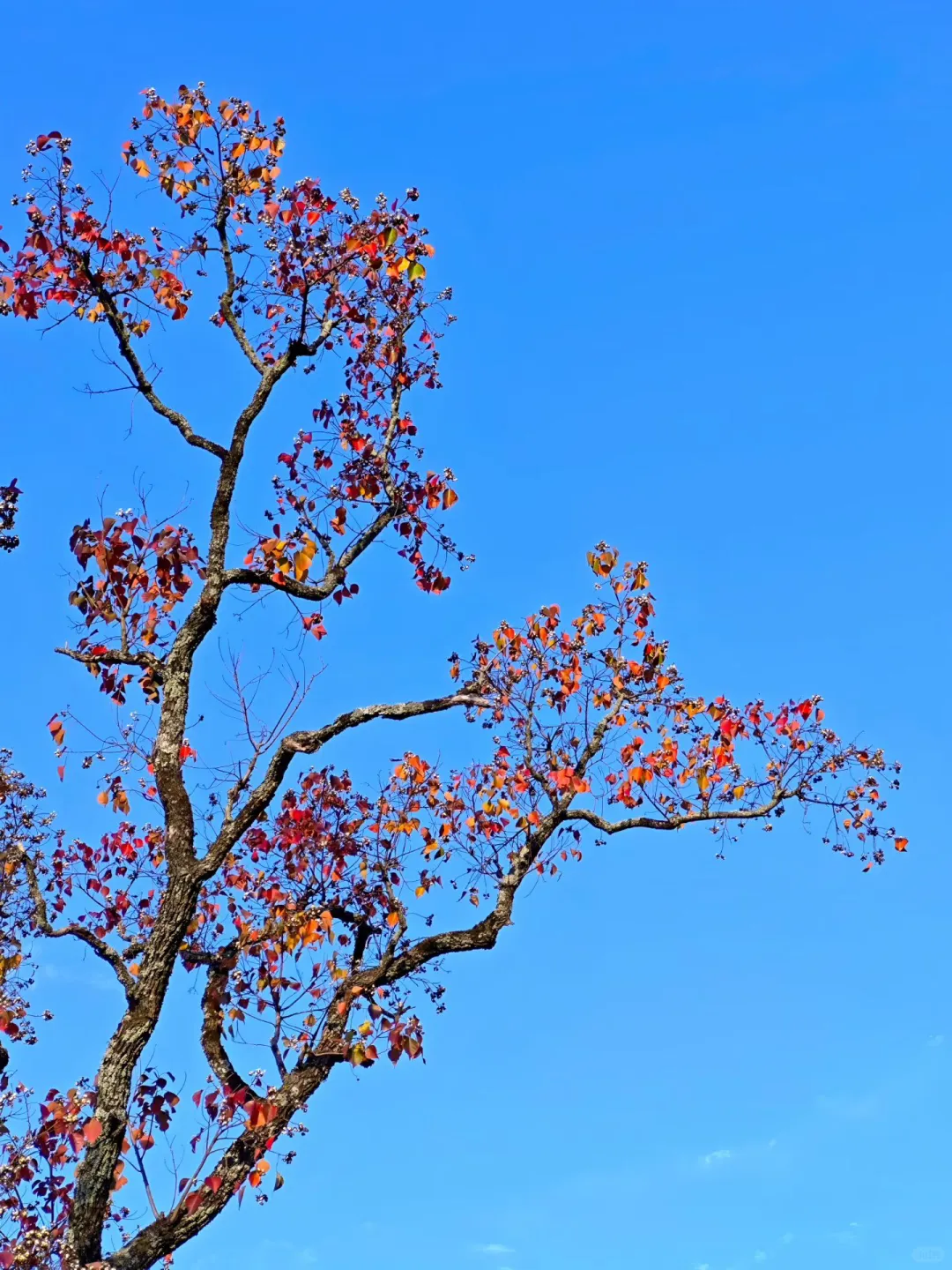 交换你拍的深秋的树?