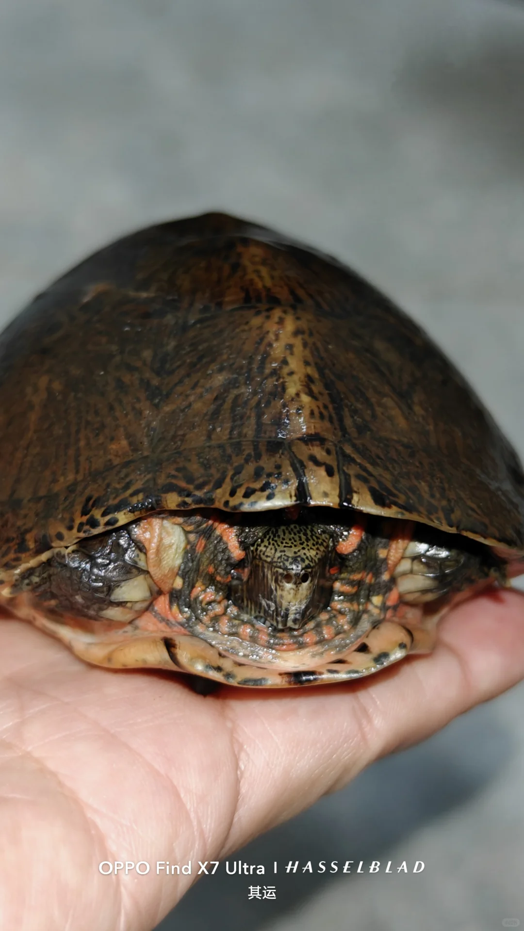 广东原生龟鳖调查(Day 13)