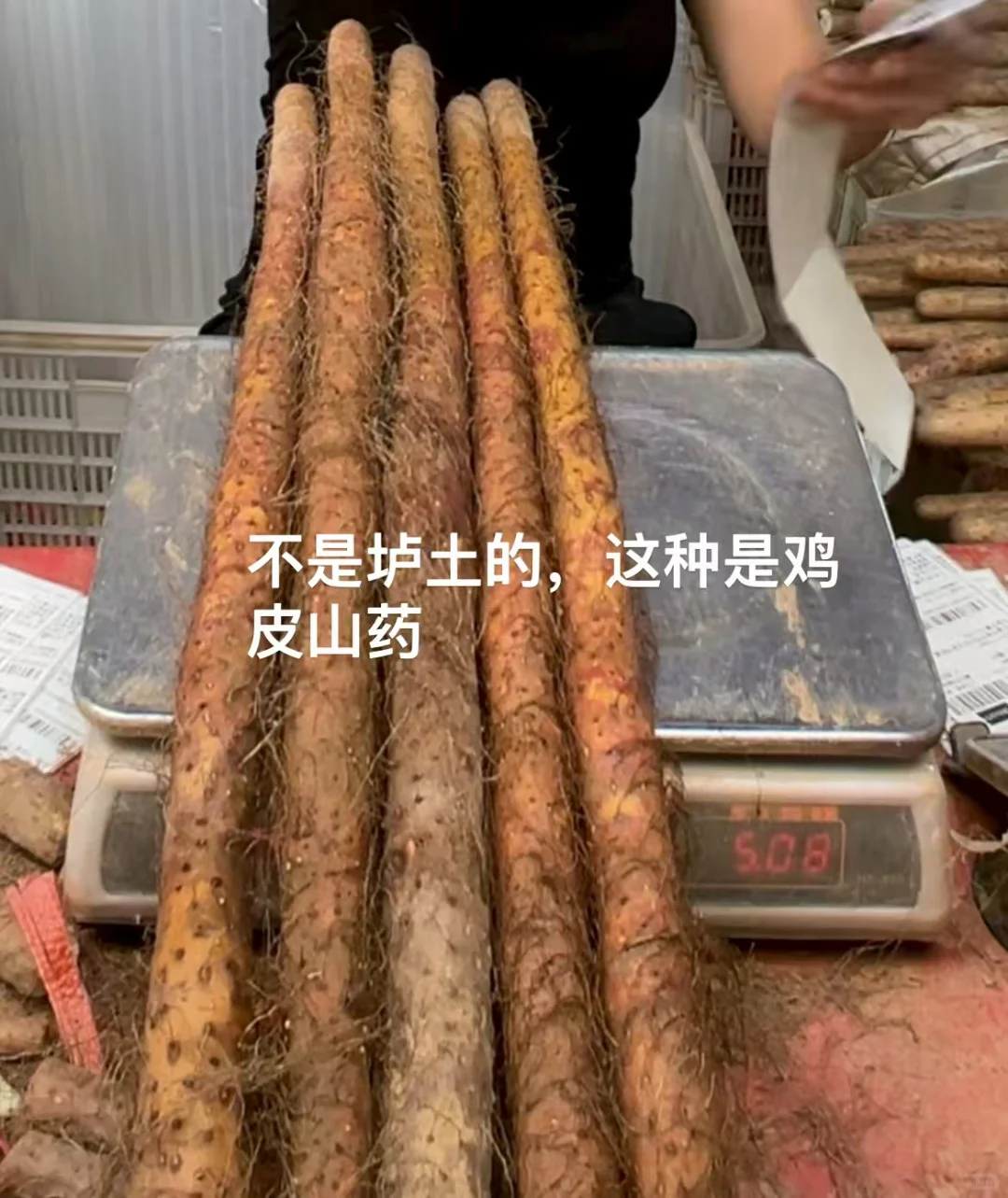 有人在等我家山药采挖吗？终于要霜降了