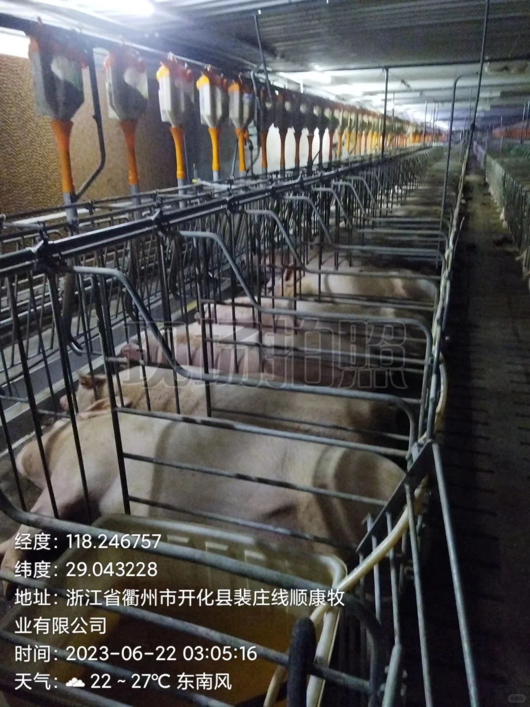 养猪企业