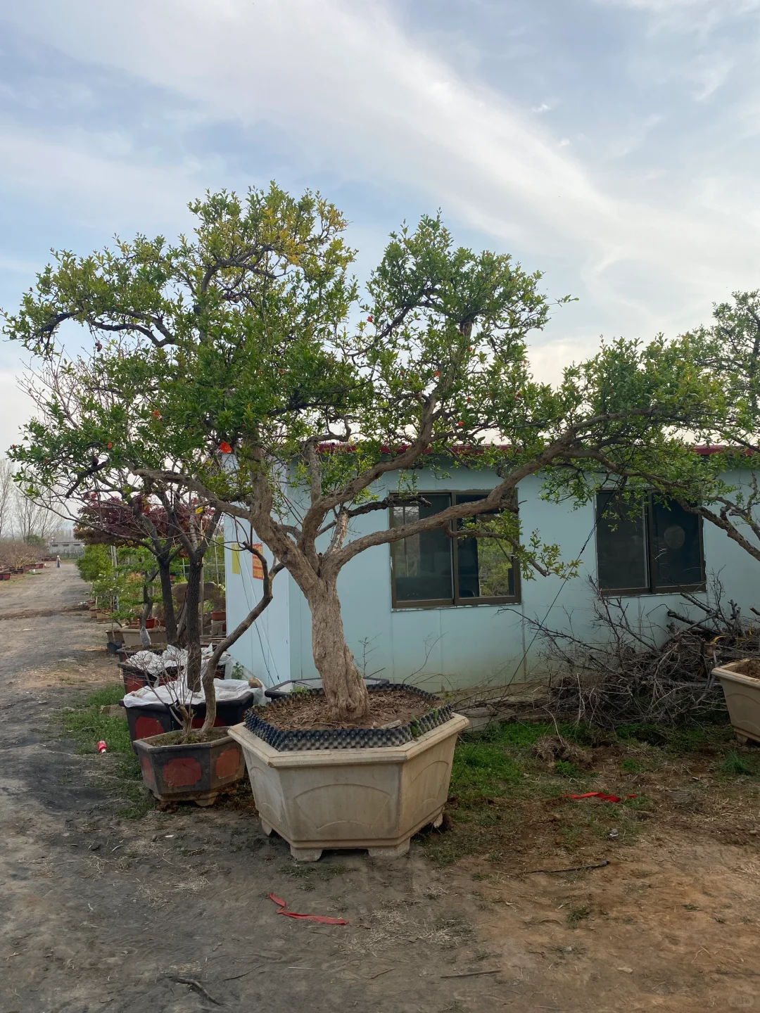 精品大红袍石榴树