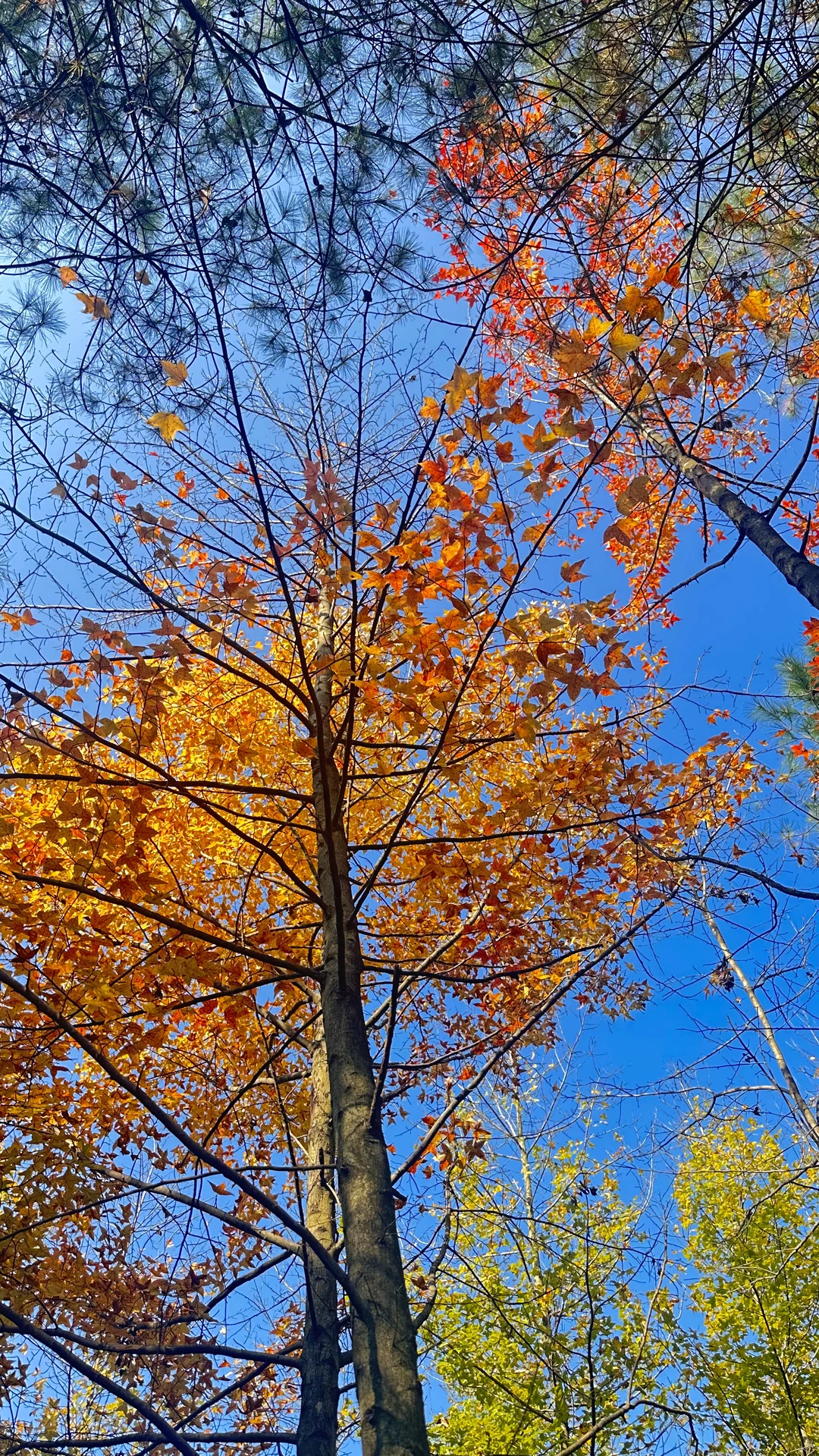 没有捡到菌子忙着看树叶去了?