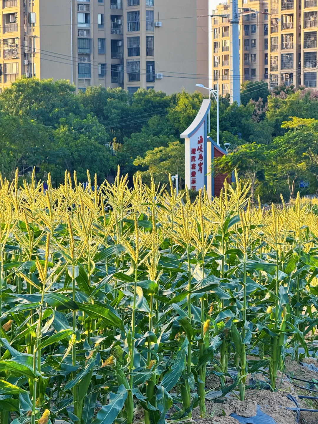 厦门周边游｜翔安这片宝藏玉米地好玩又出片～