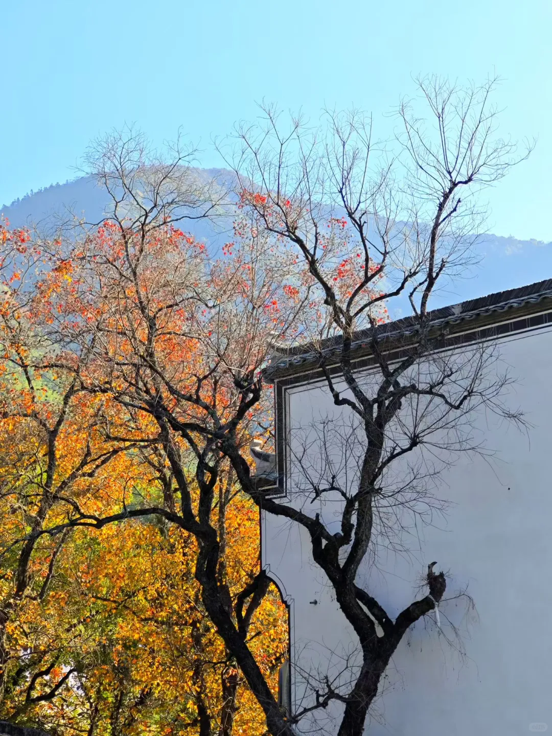 交换你拍的深秋的树?