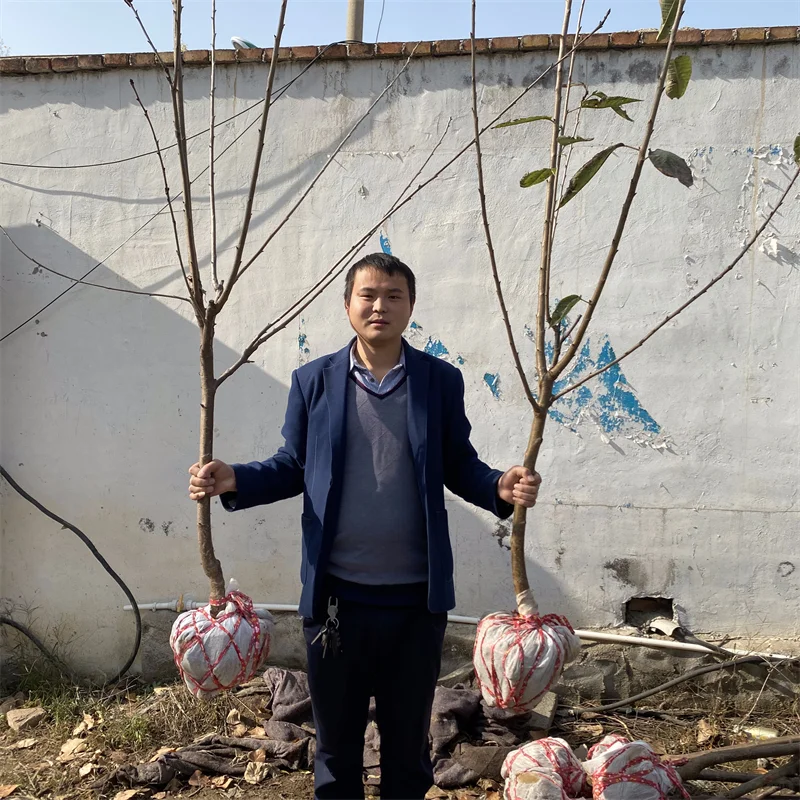 蓝莓苗，高端蓝莓种植的高效投资选择