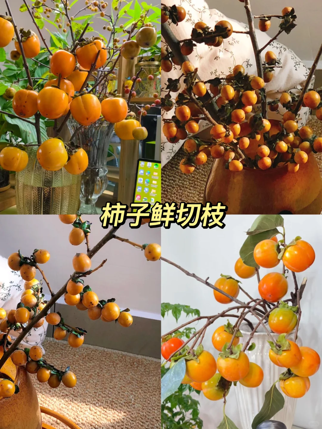 原来还有果实鲜切枝这种东西！！