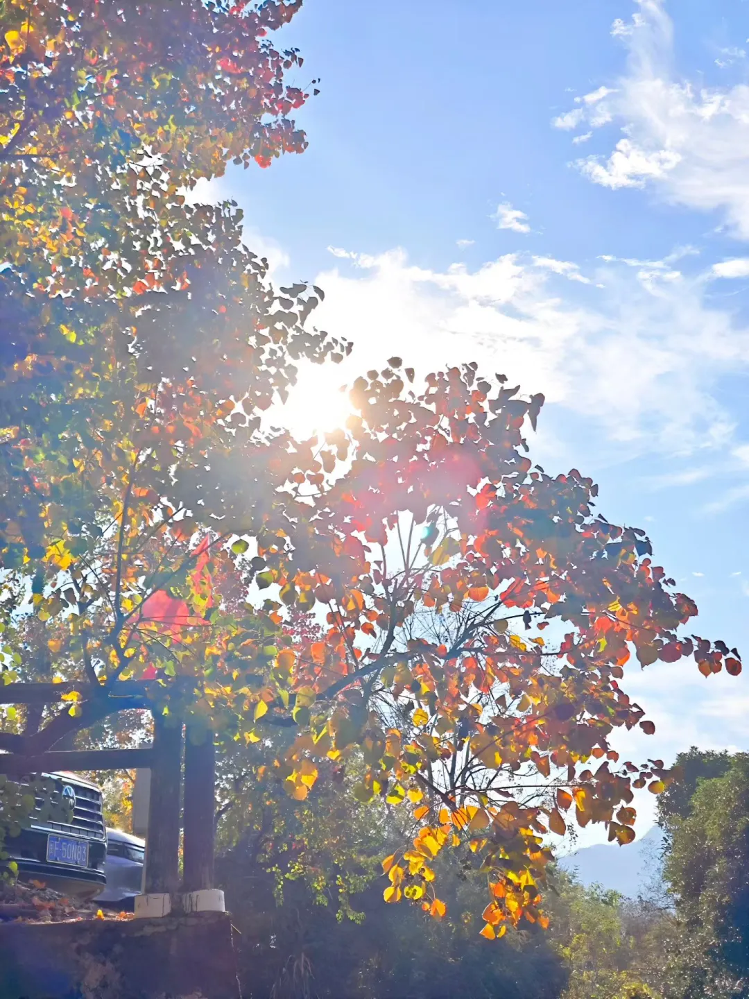 交换你拍的深秋的树?