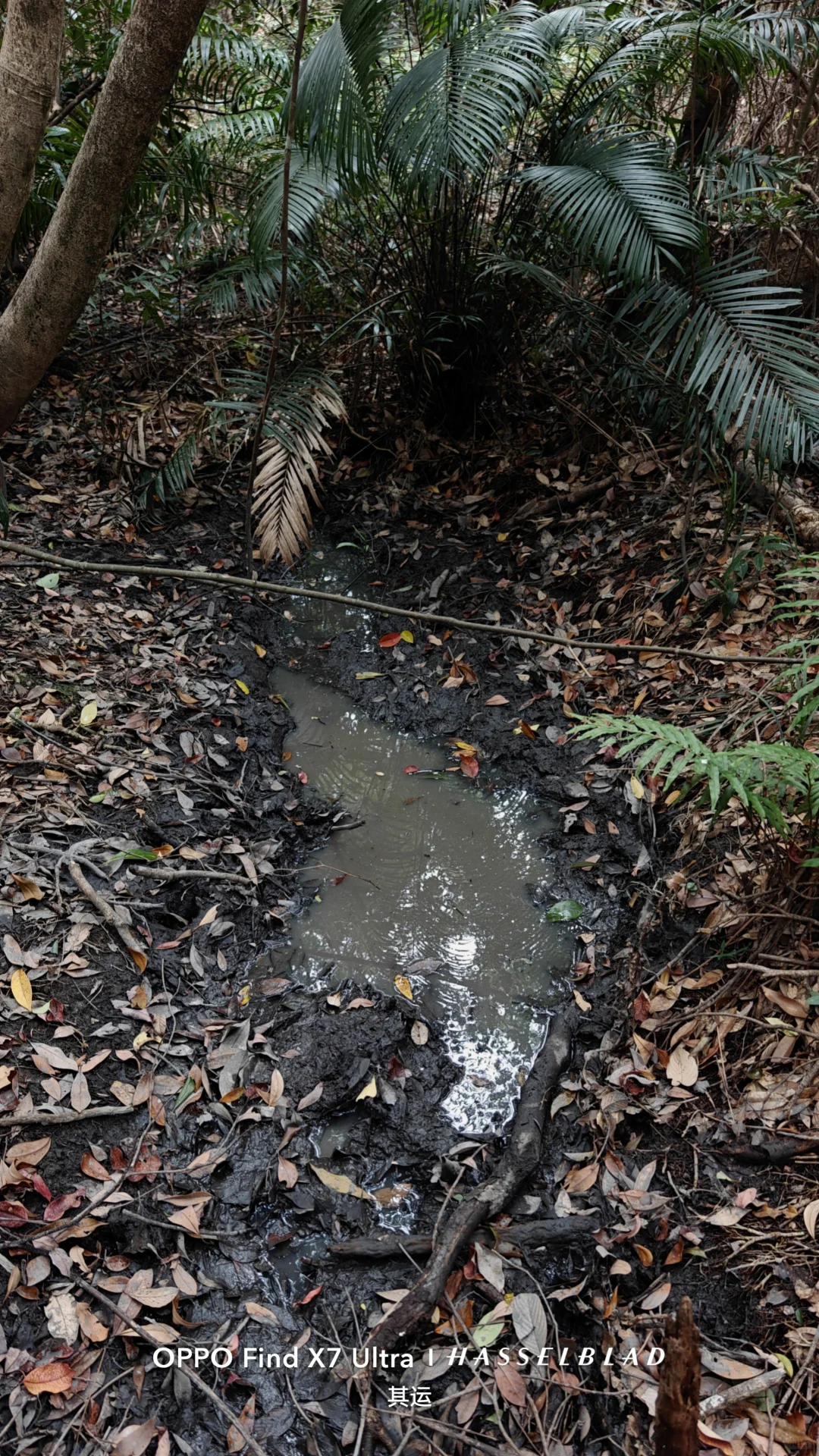 广东原生龟鳖调查(Day 13)