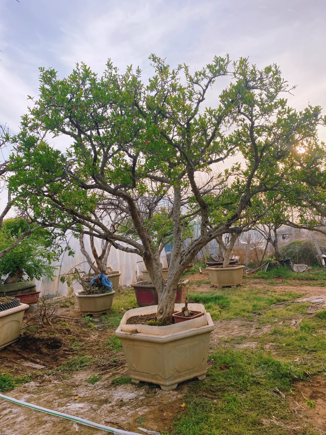 精品大红袍石榴树