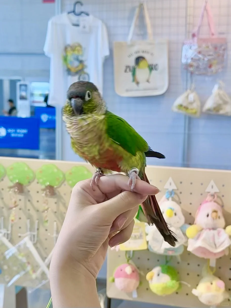 南京宠物博览会｜感谢各位鸟宝们光顾?