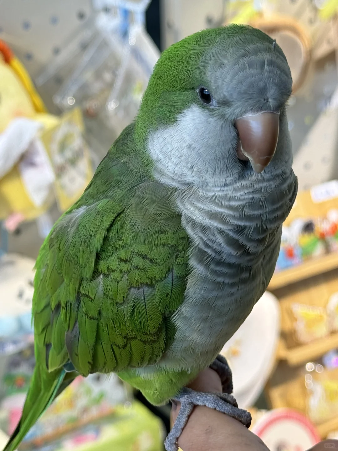 南京宠物博览会｜感谢各位鸟宝们光顾?