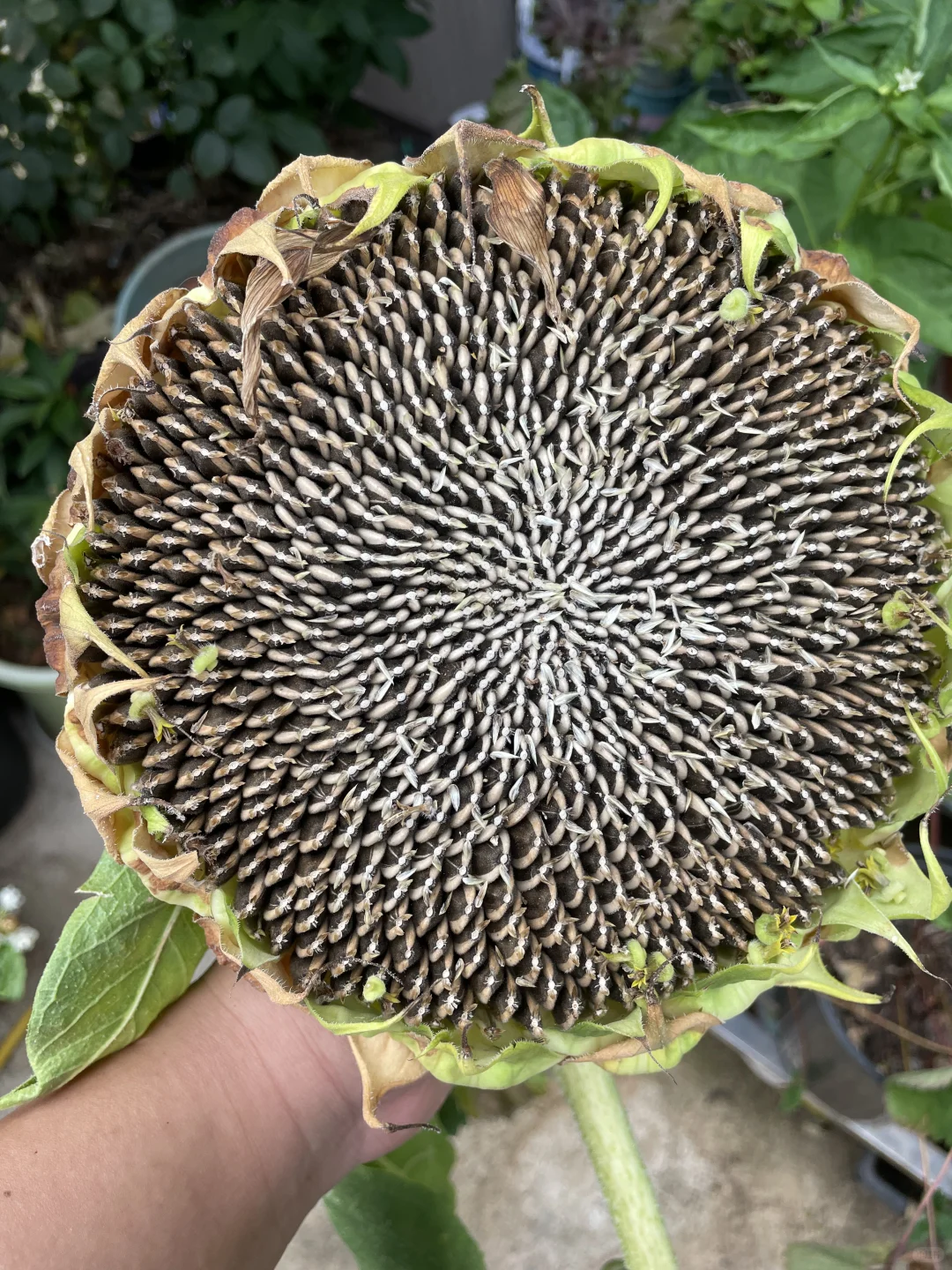 水果成熟季