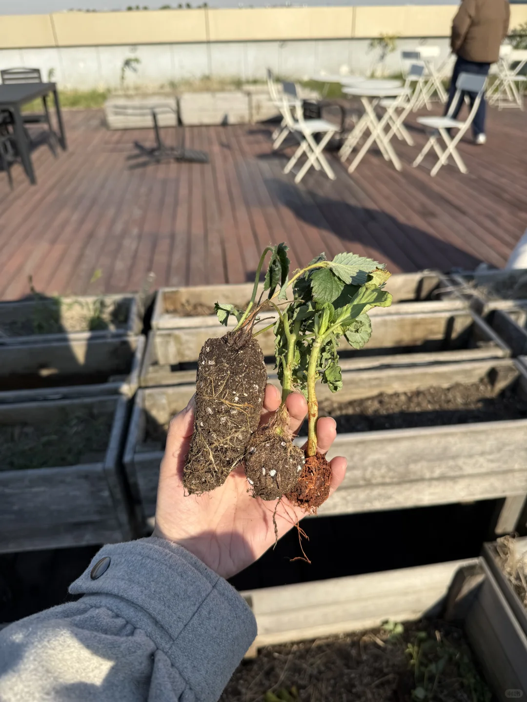 《种一棵树最好的时间是十年前，其次是现在》