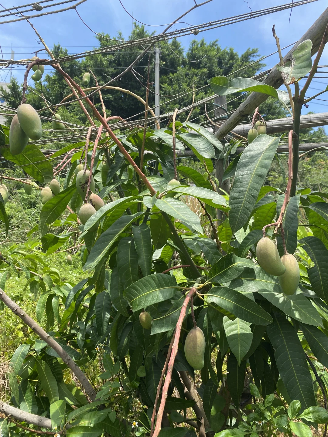 夏日种植-果蔬