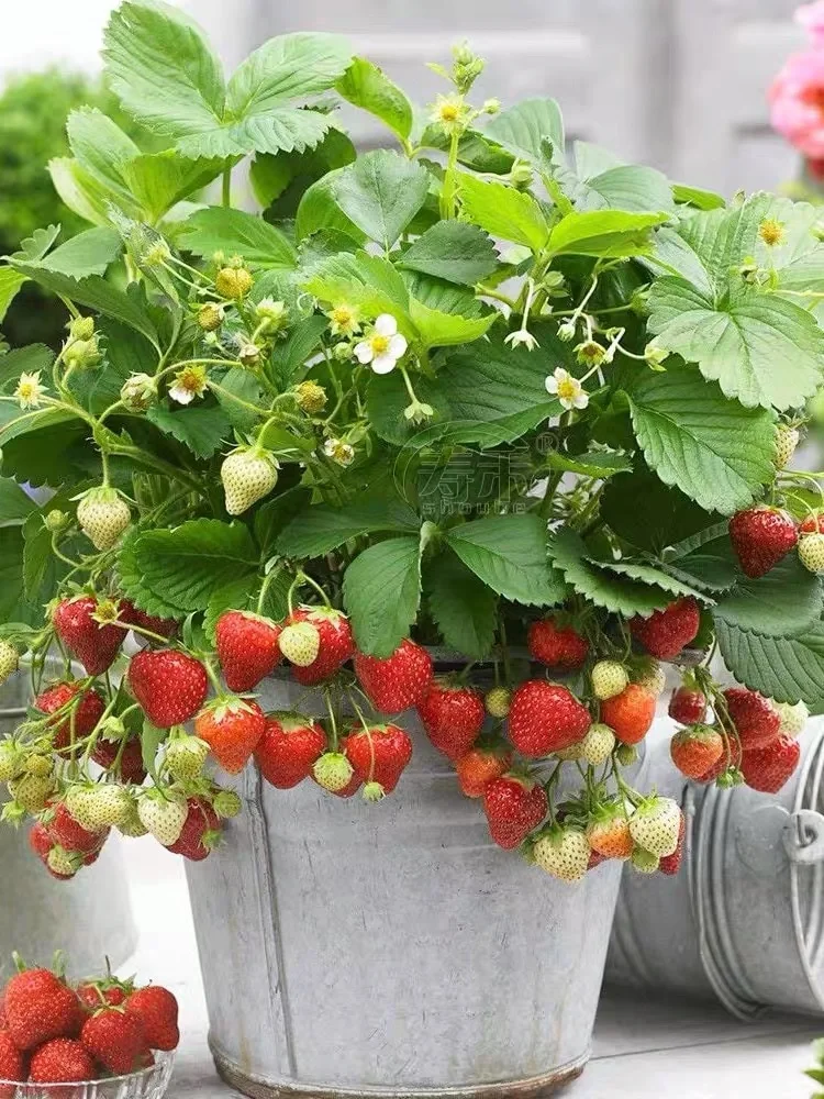 ?非常适合在家里种的几款水果? ?