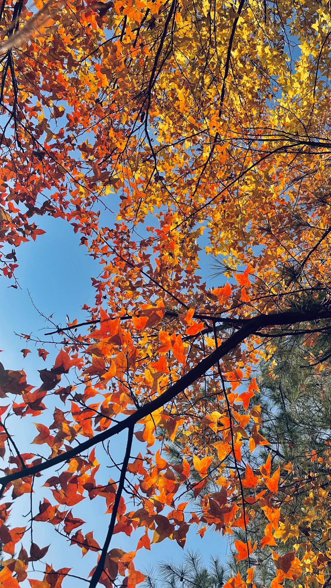 没有捡到菌子忙着看树叶去了?