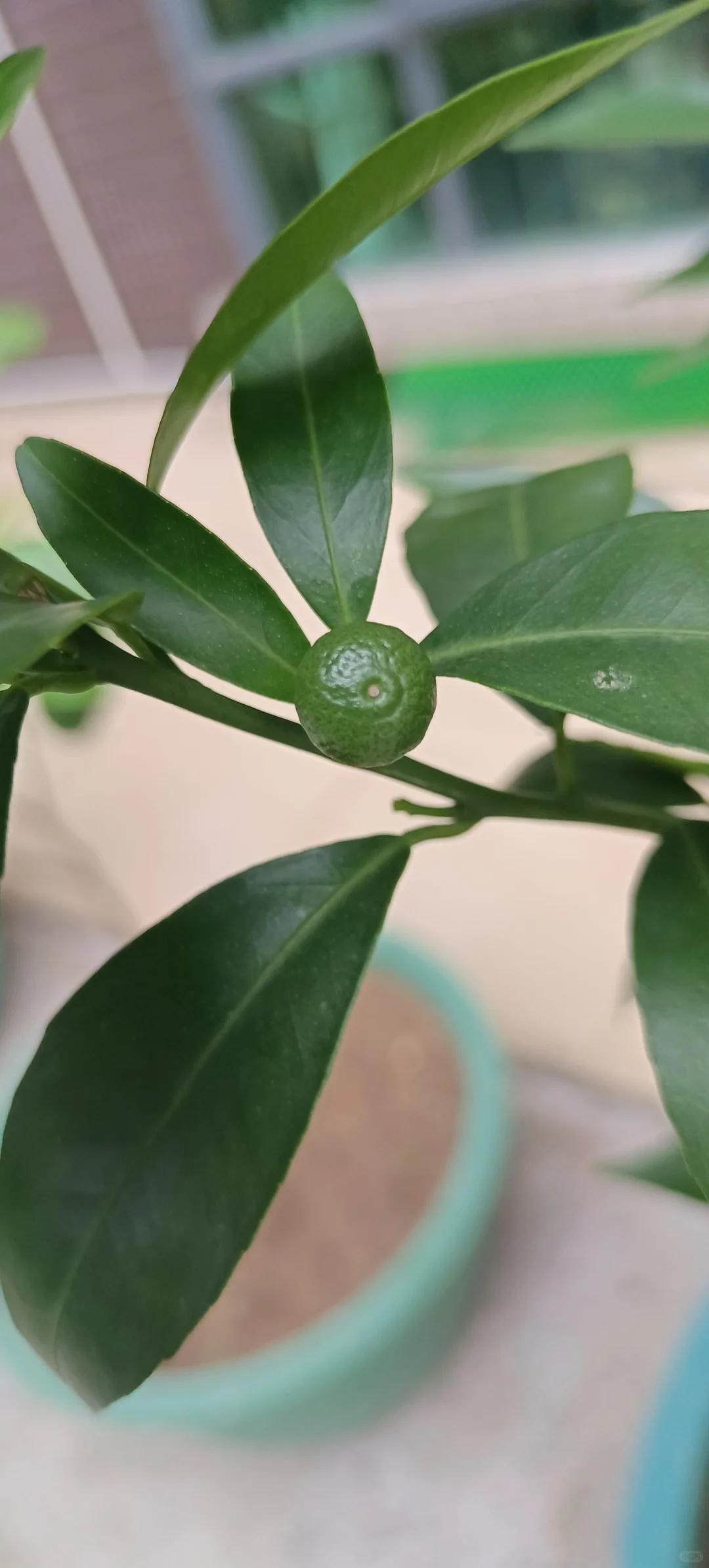 小果子