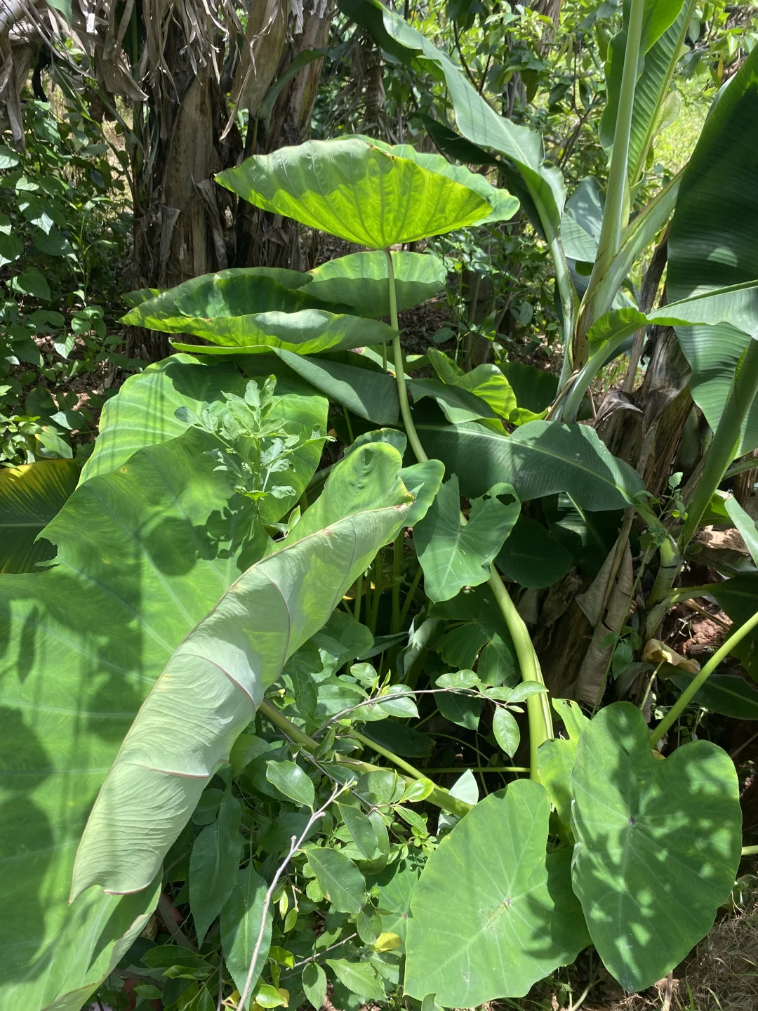 夏日种植-果蔬
