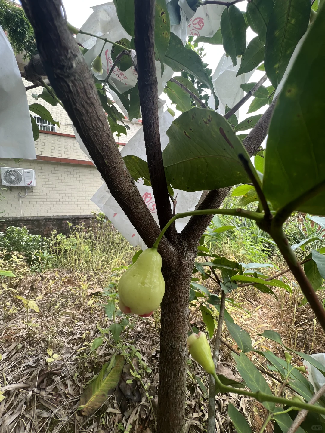丰收的季节～各种水果