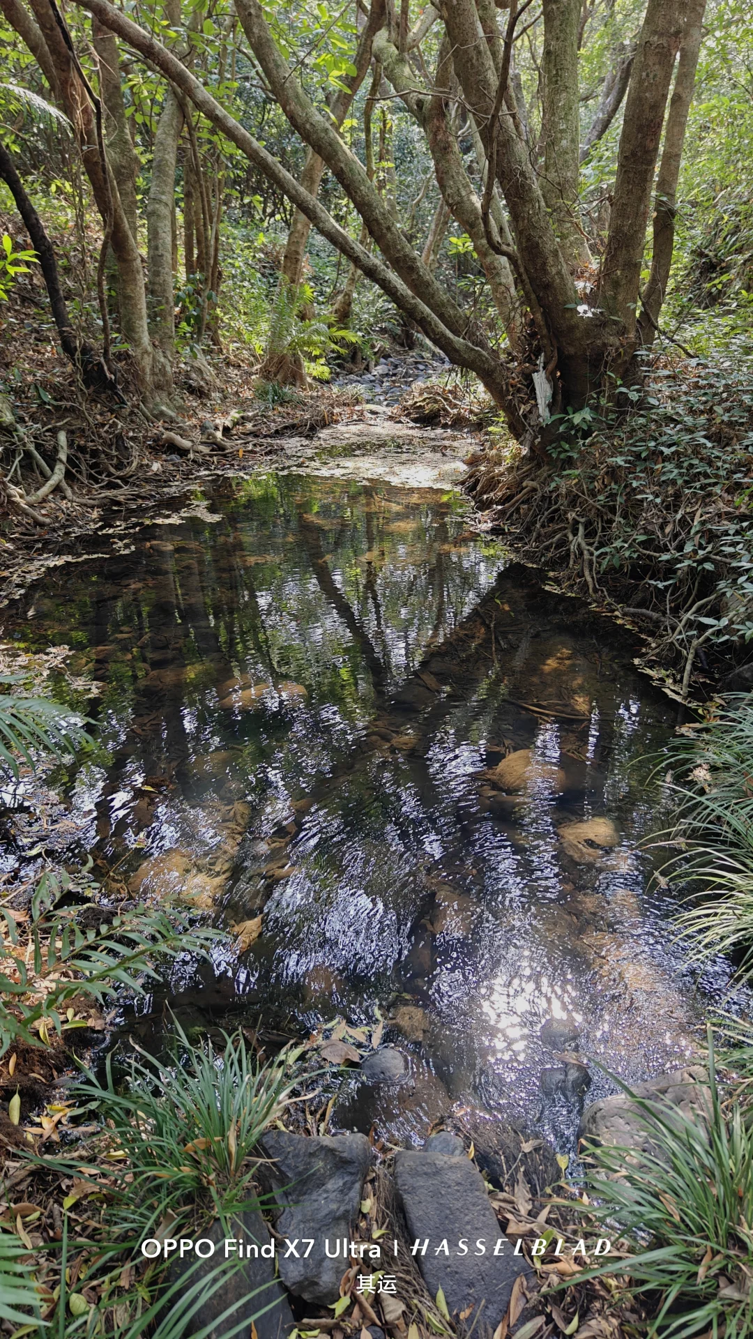 广东原生龟鳖调查(Day 13)