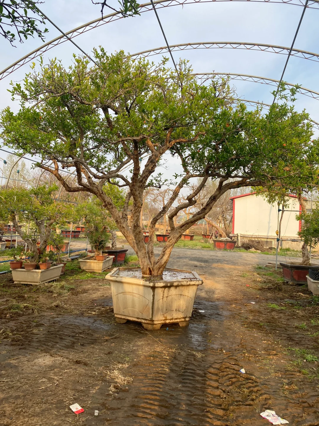 精品大红袍石榴树