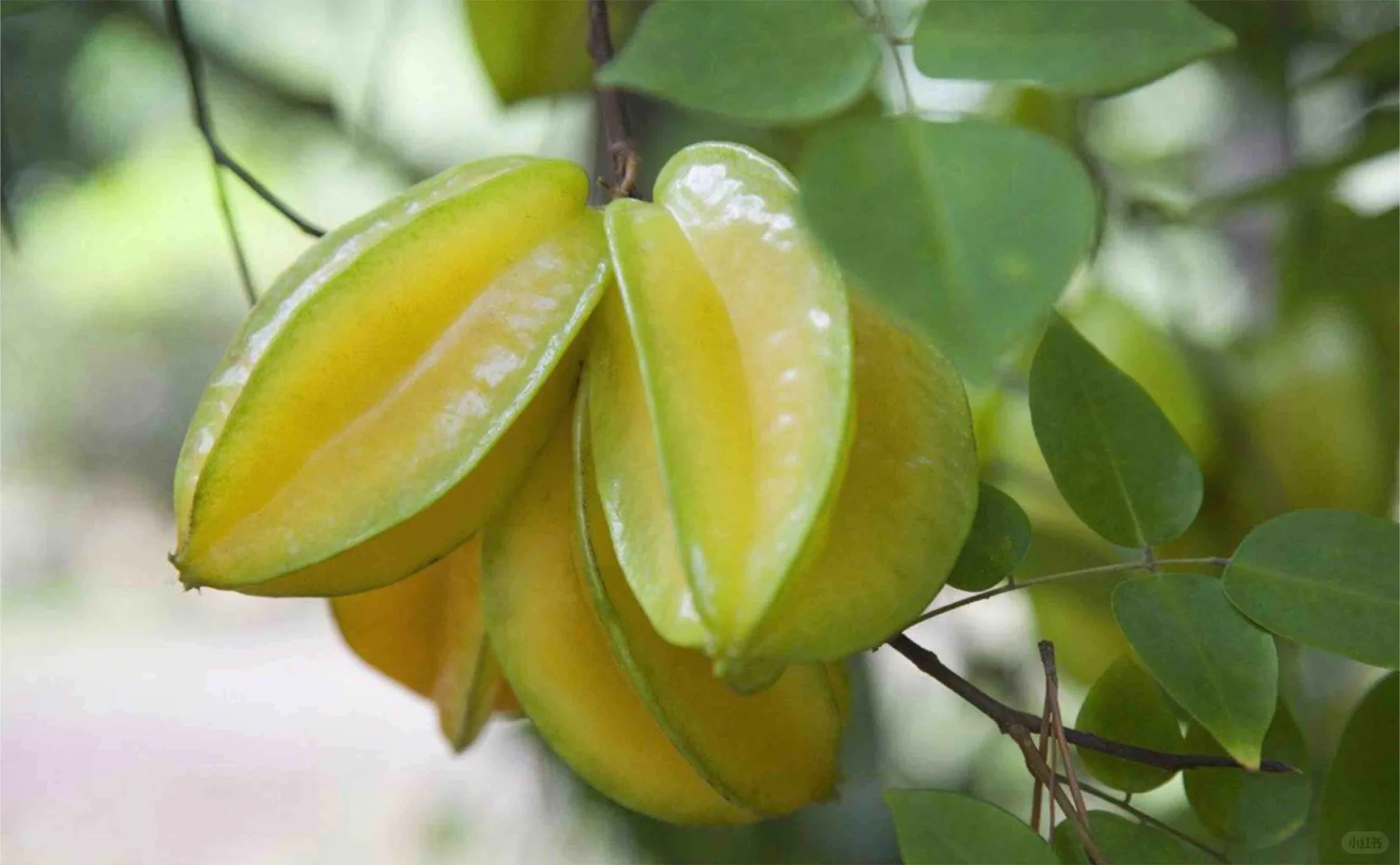 玉林五彩田园果蔬，摘不完，根本摘不完。