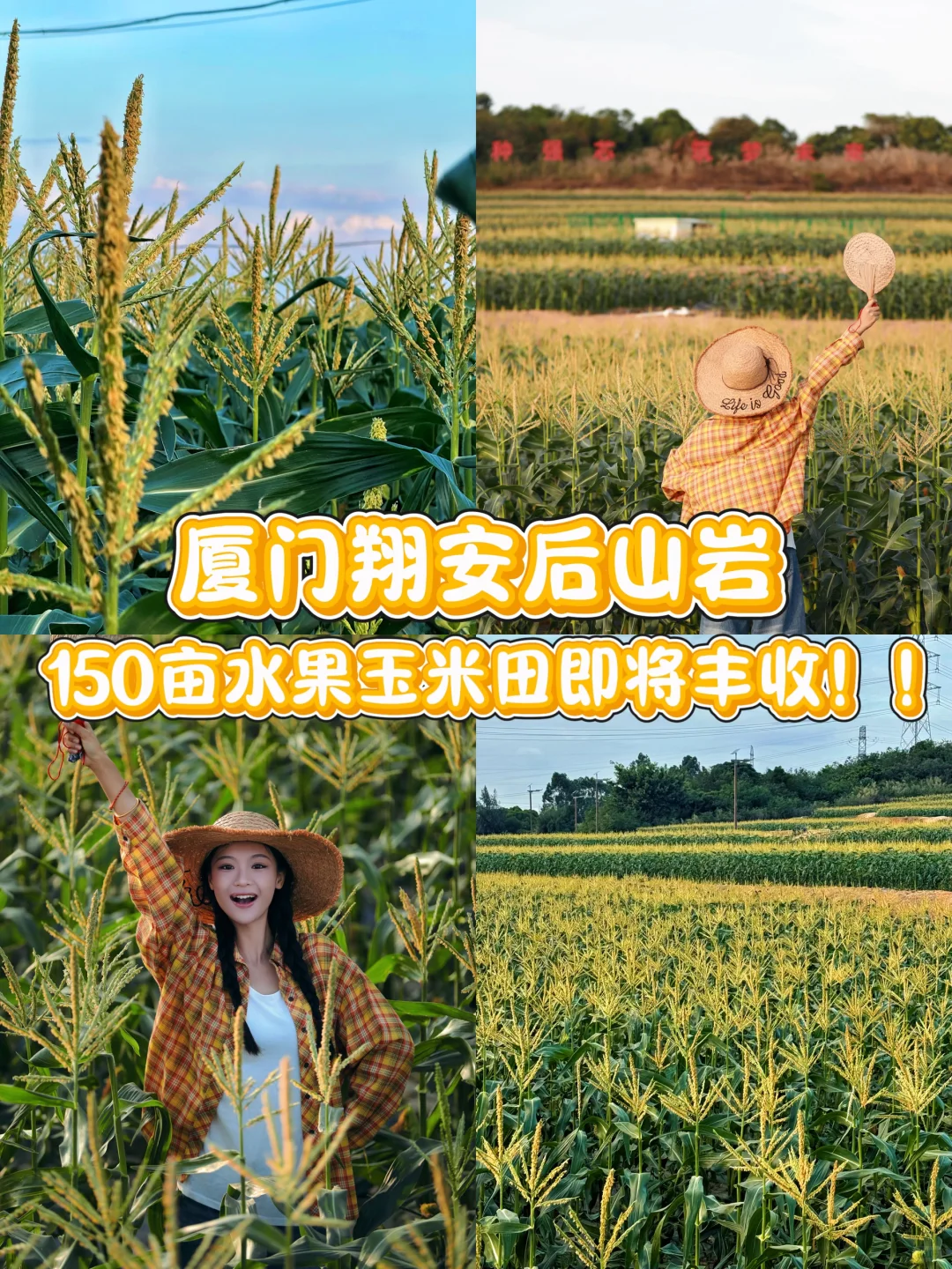 厦门周边游｜翔安这片宝藏玉米地好玩又出片～