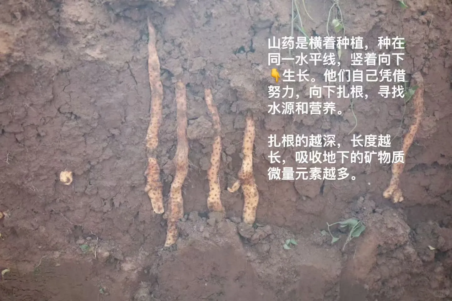 有人在等我家山药采挖吗？终于要霜降了