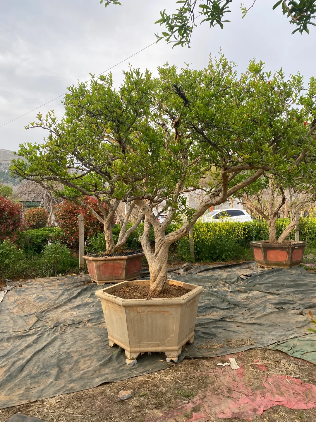 精品大红袍石榴树