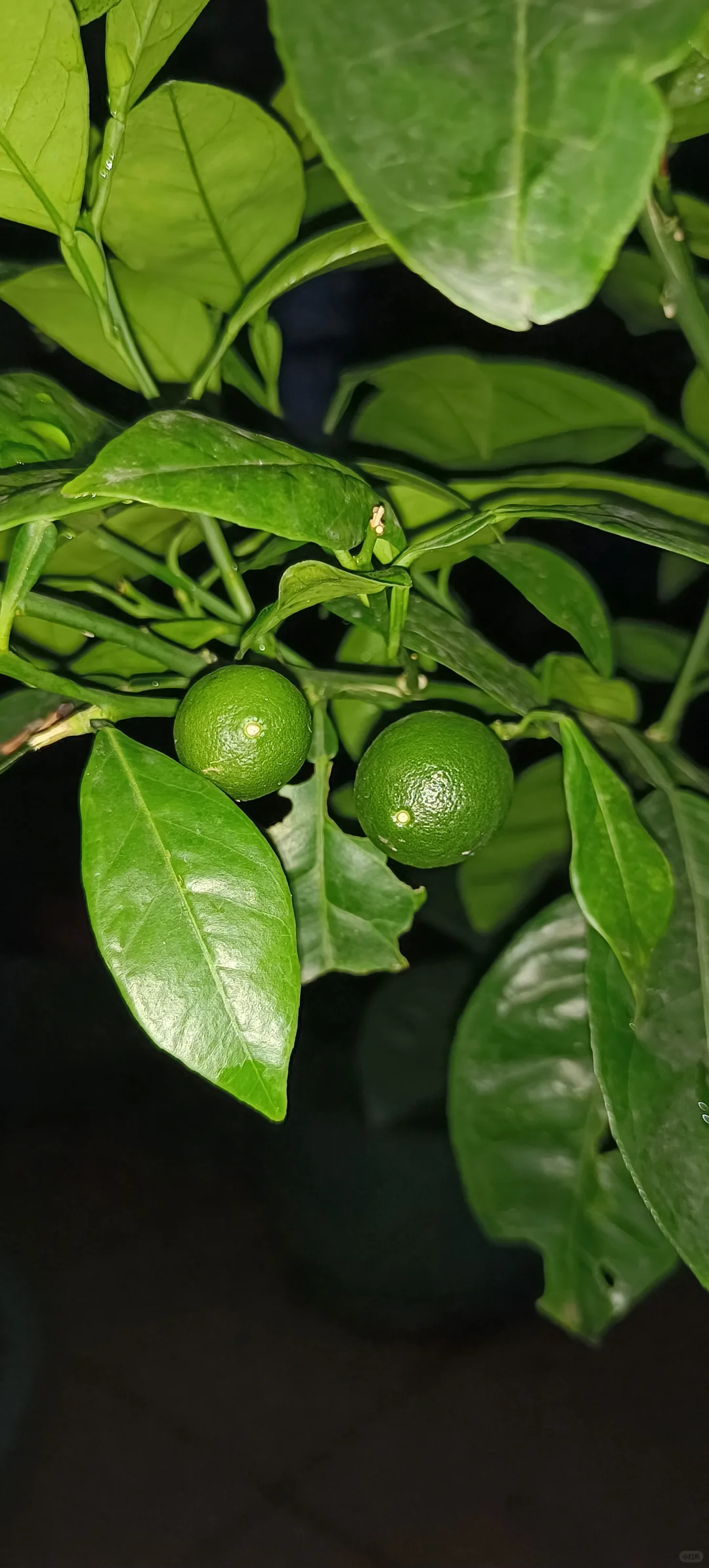 小果子