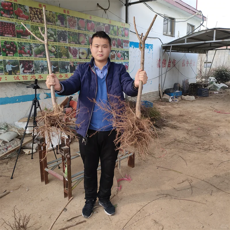 高抗病水蜜桃苹果苗，打造高效种植模式？