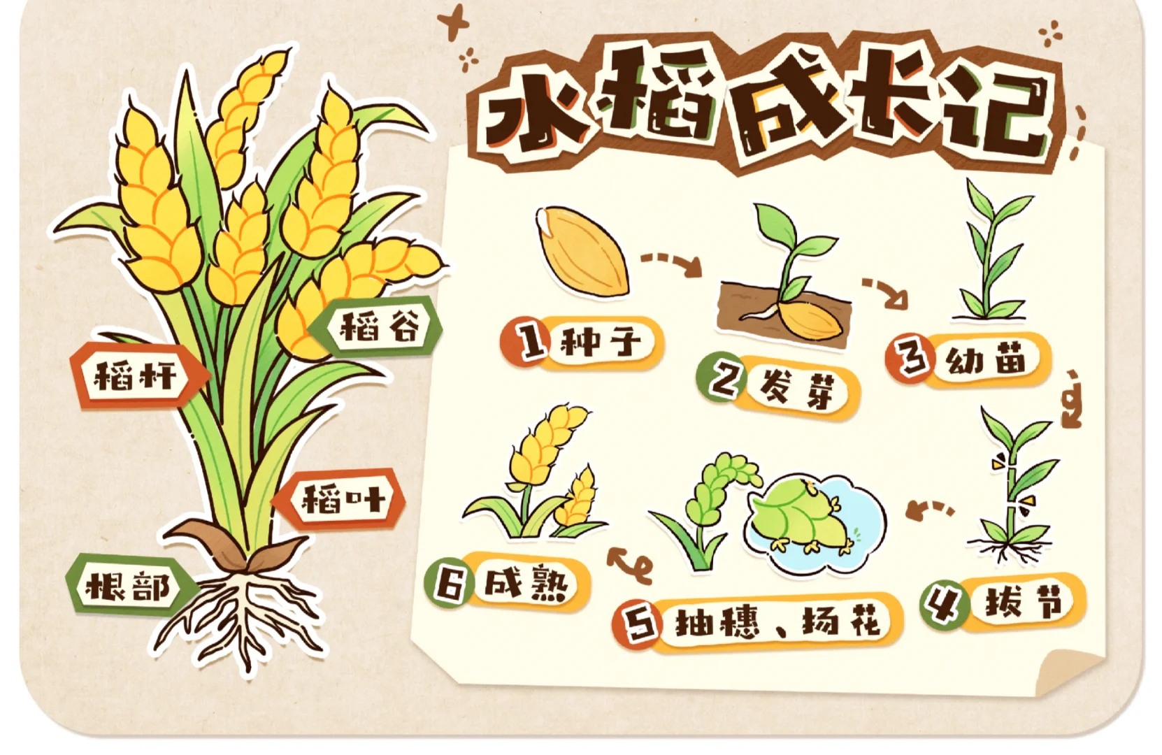 秋天的农作物、水果