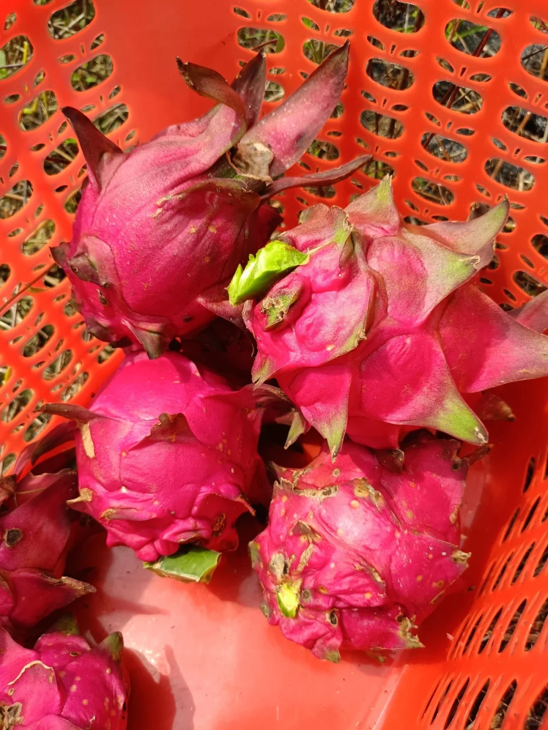 玉林五彩田园果蔬，摘不完，根本摘不完。