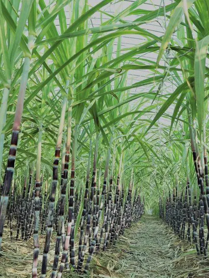 南果北种：在北方温室大棚也能种出“蕉绿”