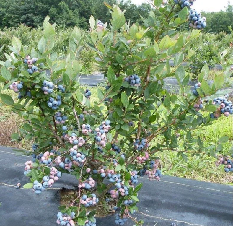 ?非常适合在家里种的几款水果? ?